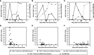 Persistent memory despite rapid contraction of circulating T Cell responses to SARS-CoV-2 mRNA vaccination